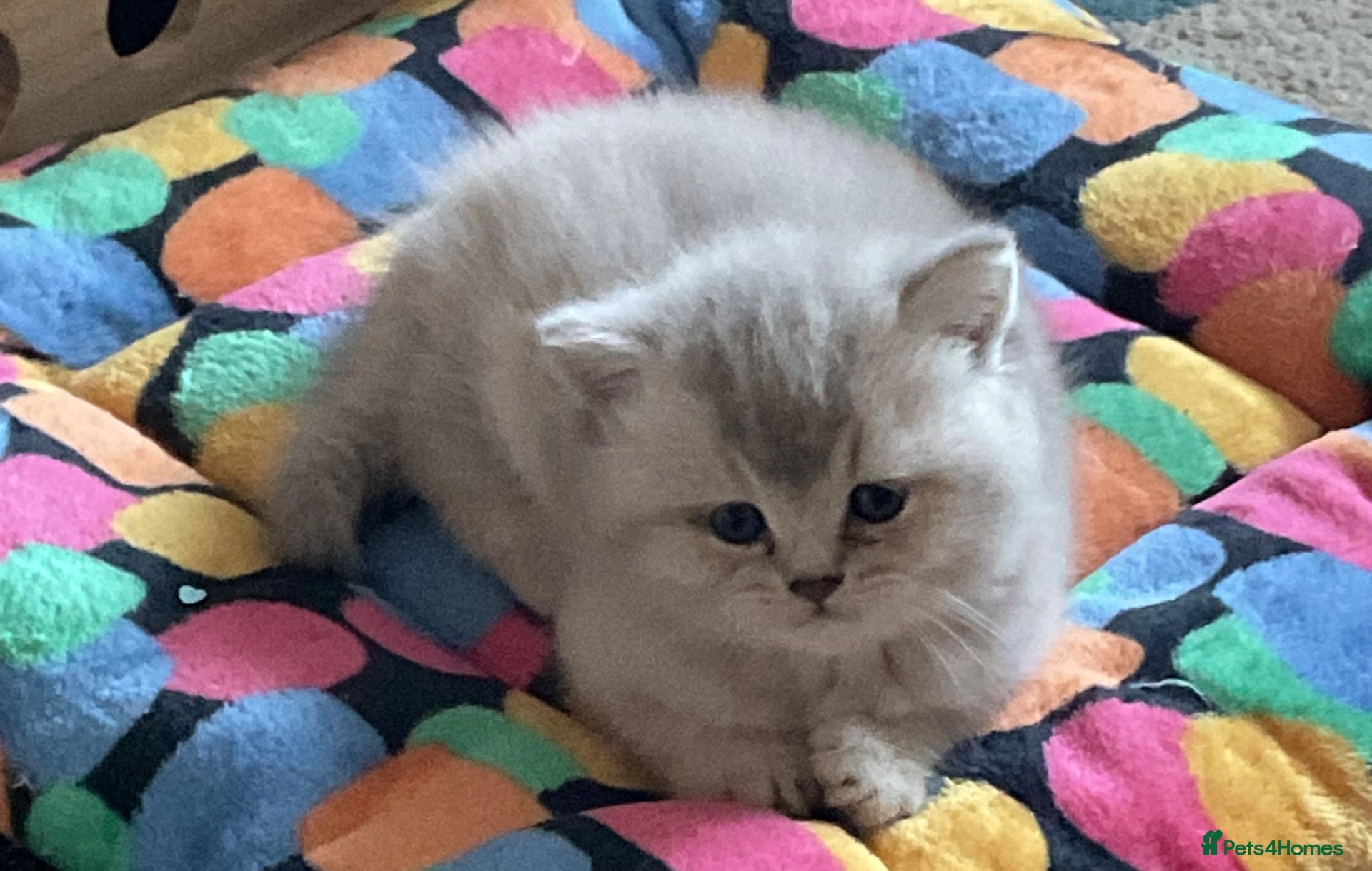 British Longhair cats for sale:  GCCF reg British Longhair/Shorthair Kittens - Advert 5
