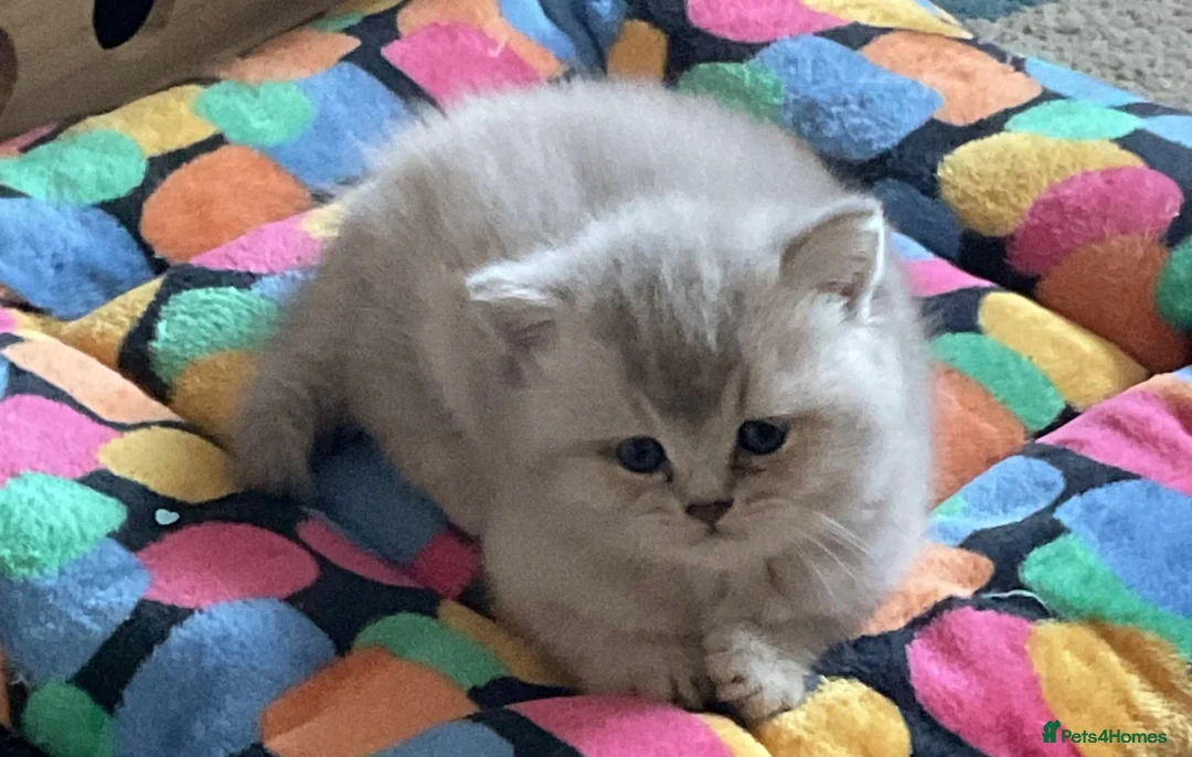 British Longhair cats for sale:  GCCF reg British Longhair/Shorthair Kittens in Okehampton - Advert 1