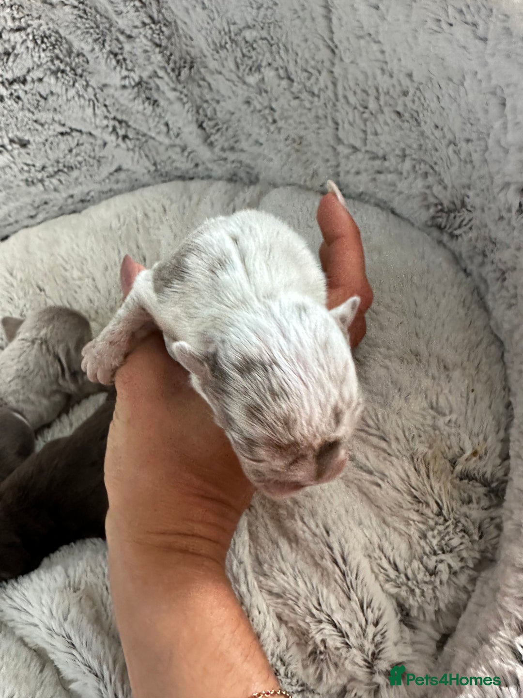 English Bulldog dogs for sale: Beautiful English Bull Dogs KC reg - Image 8