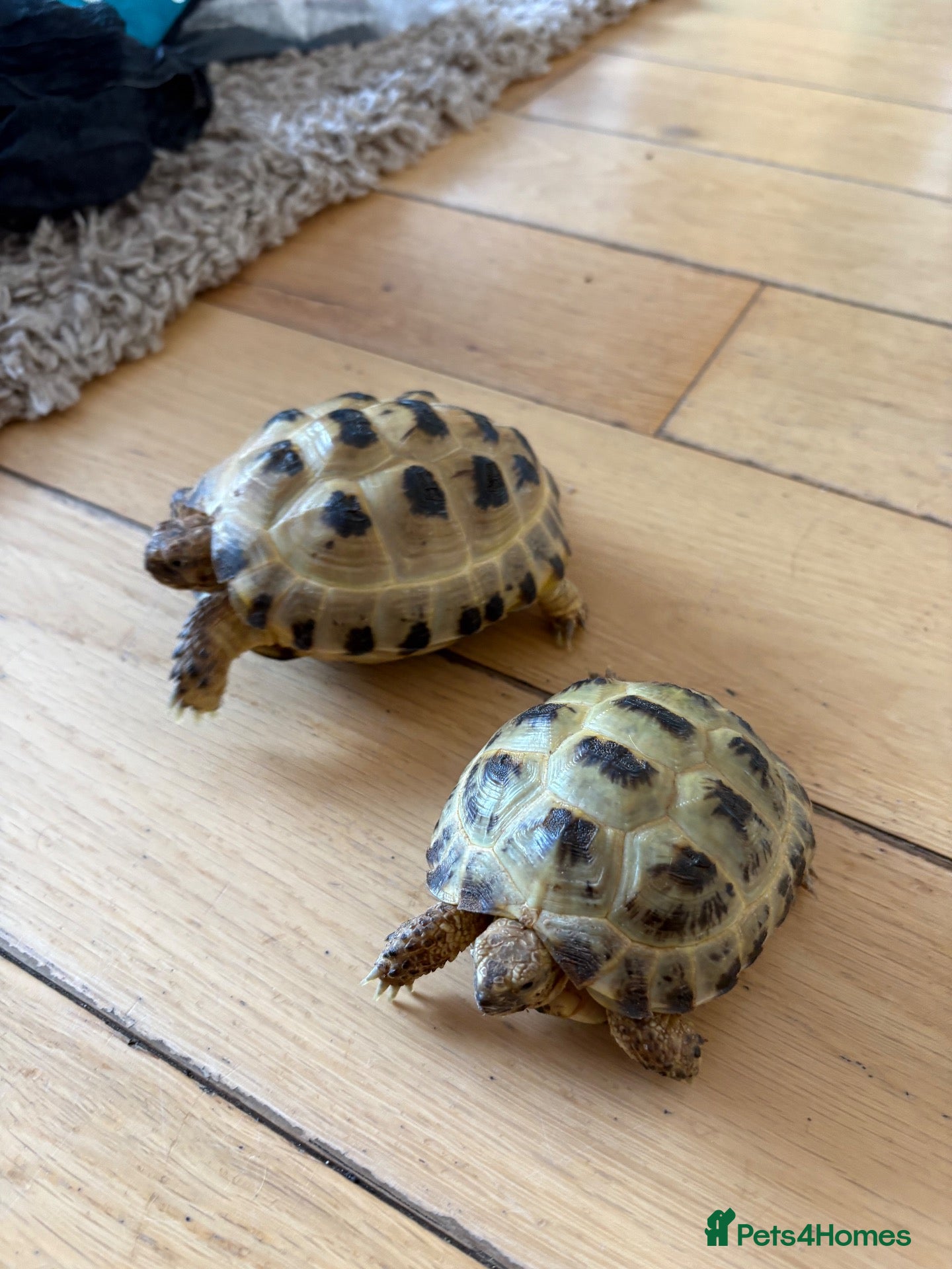 Tortoise reptiles for sale: 2 Horsefield torts, comes with full set up - Advert 1