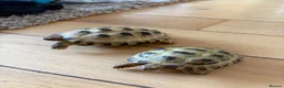 Tortoise reptiles for sale: 2 Horsefield torts, comes with full set up in Stockport - Advert 1