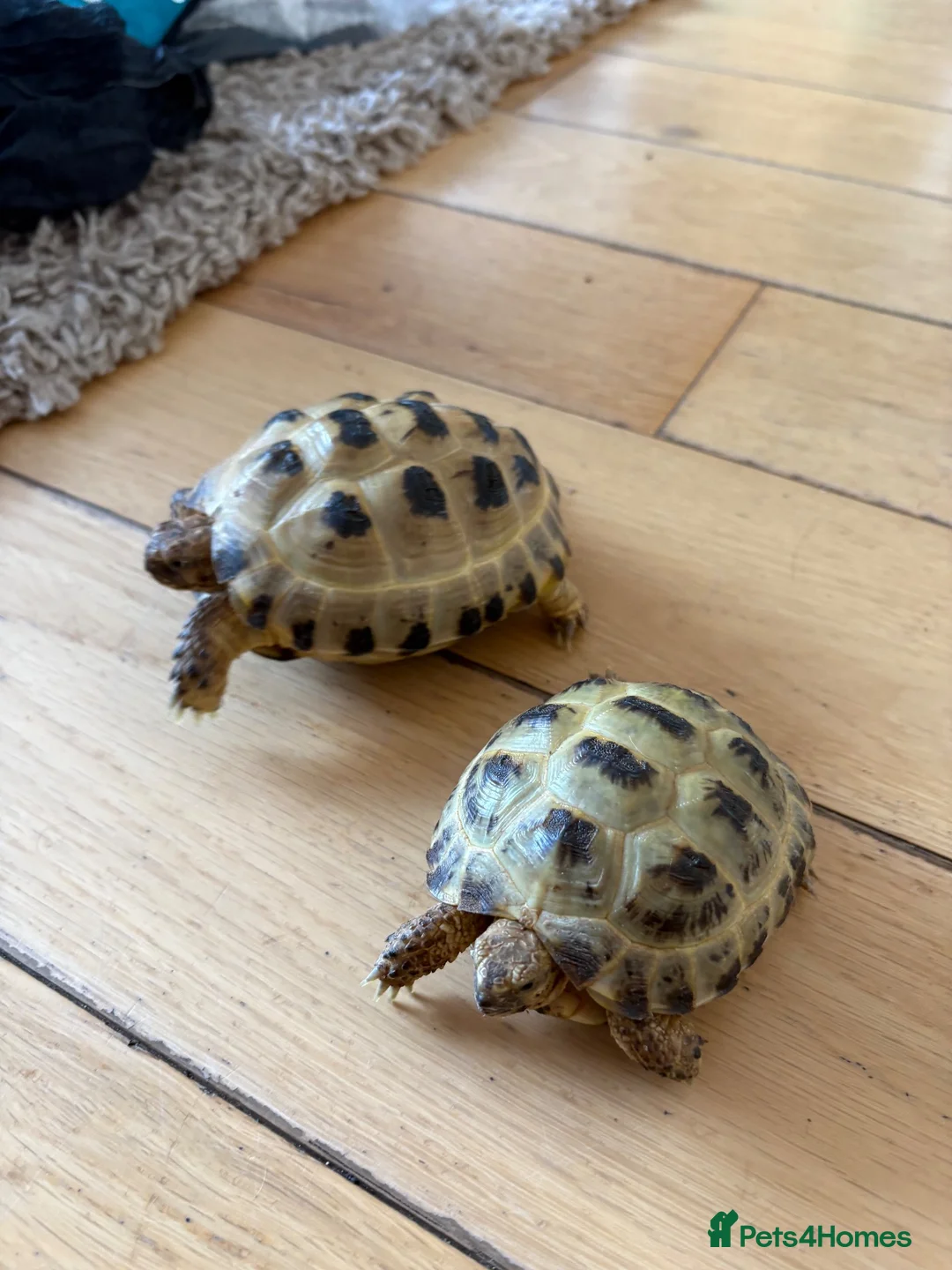 Tortoise reptiles for sale: 2 Horsefield torts, comes with full set up in Stockport - Advert 1