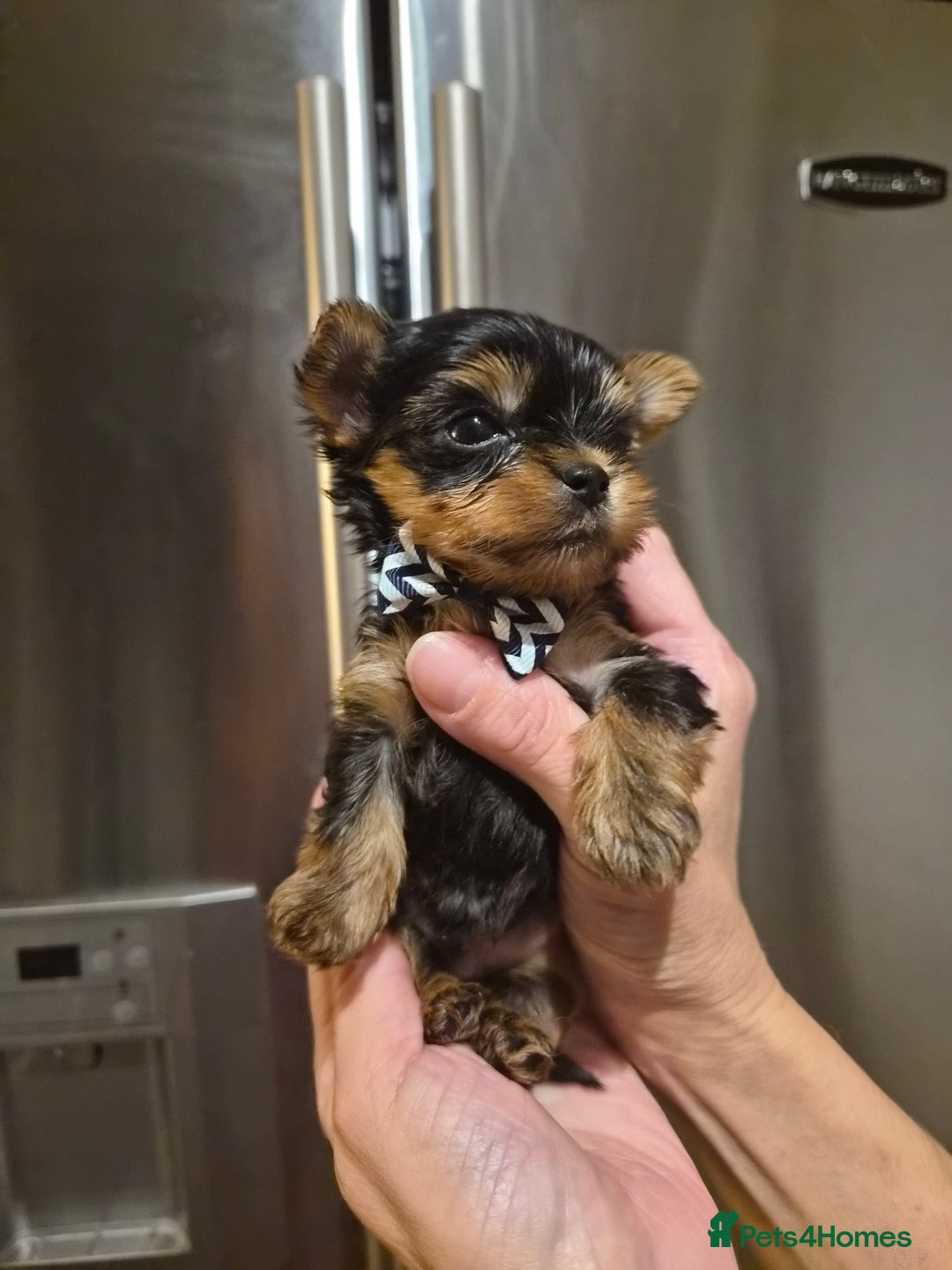 Yorkshire Terrier dogs for sale: 💝Beautiful Miniature Babies from 250g💝 - Image 9