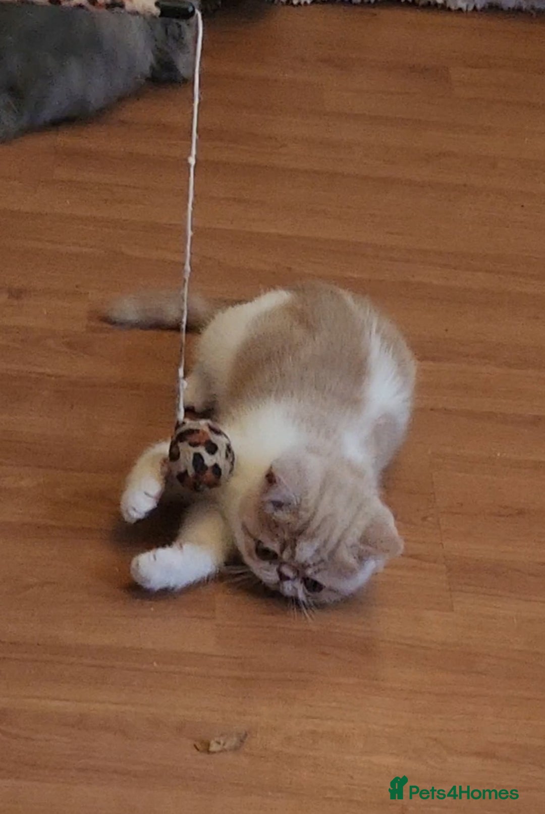 Exotic cats for sale: OUTSTANDING  QUALITY EXOTIC  KITTENS - Advert 28