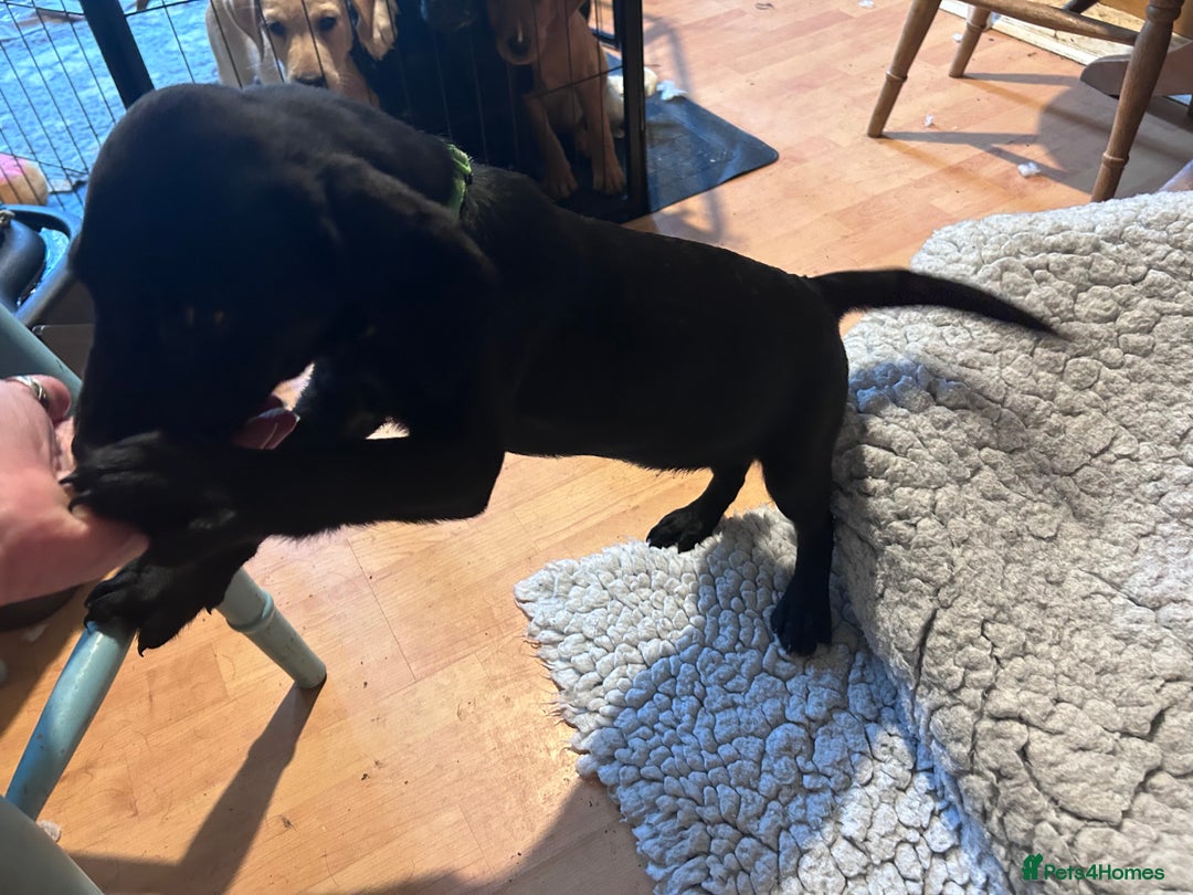 Mixed Breed dogs for sale: 3 Male, Black Labrador Cross puppies  - Image 8