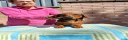 Dachshund dogs for sale: Miniature Smooth Haired Dachshund  in Wigston - Advert 6