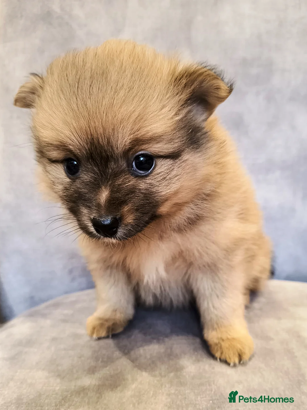 Pomeranian dogs for sale: Stunning Home-Reared Pomeranian Puppies in Harrow - Advert 7