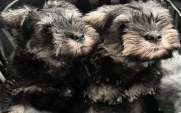 Miniature Schnauzer dogs for sale:  kc/Bva eye tested clear vet checked & certificate - Advert 17