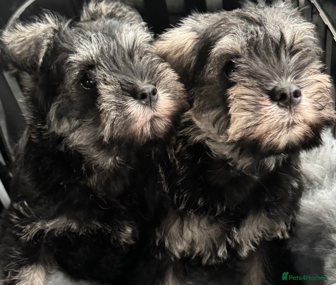 Miniature Schnauzer dogs for sale:  kc/Bva eye tested clear vet checked & certificate - Advert 17