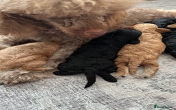 Toy Poodle dogs for sale: Toy poodles (5 girls and 2 boys) - Image 15