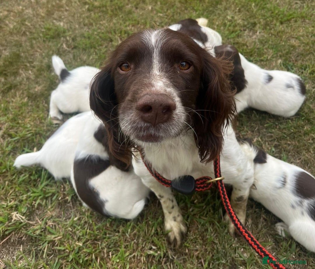 English Springer Spaniel dogs for sale: Pretty puppies with working parents ready now - Image 2