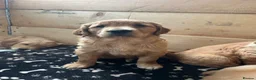 Golden Retriever dogs for sale: Ivys Golden retriever pups 🫶 - Advert 12