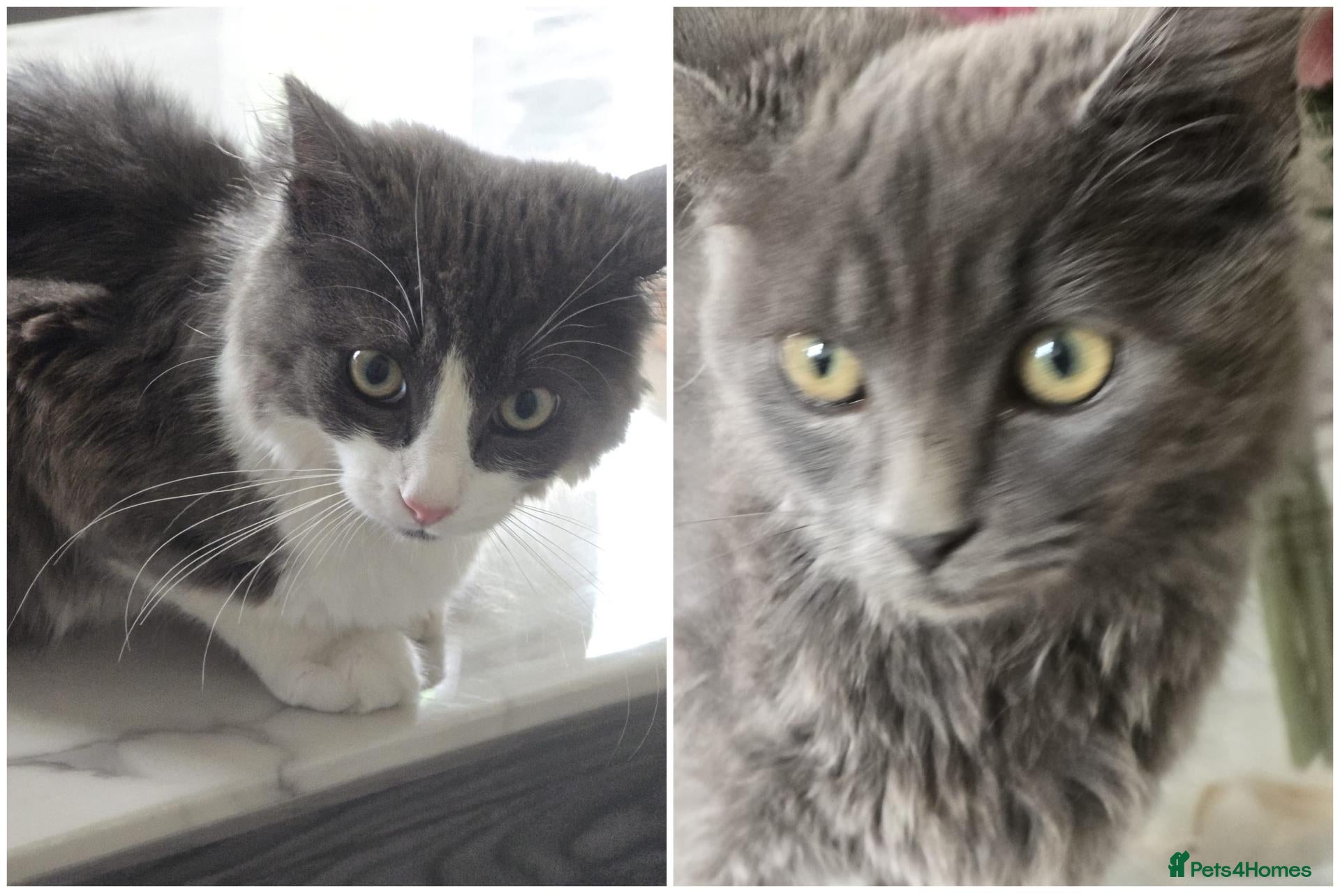 Mixed Breed cats Two Friendly 6mo Kittens (Neutered & Chipped) - Advert 1