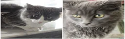 Mixed Breed cats for sale: Two Friendly 6mo Kittens (Neutered & Chipped) in Guildford - Advert 1