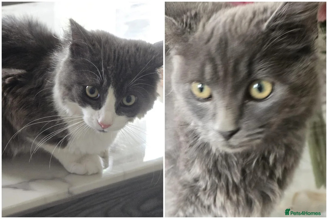 Mixed Breed cats for sale: Two Friendly 6mo Kittens (Neutered & Chipped) in Guildford - Advert 1