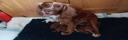 Cocker Spaniel dogs for sale: Working Cocker Spaniel Puppies  in Pulborough - Advert 1