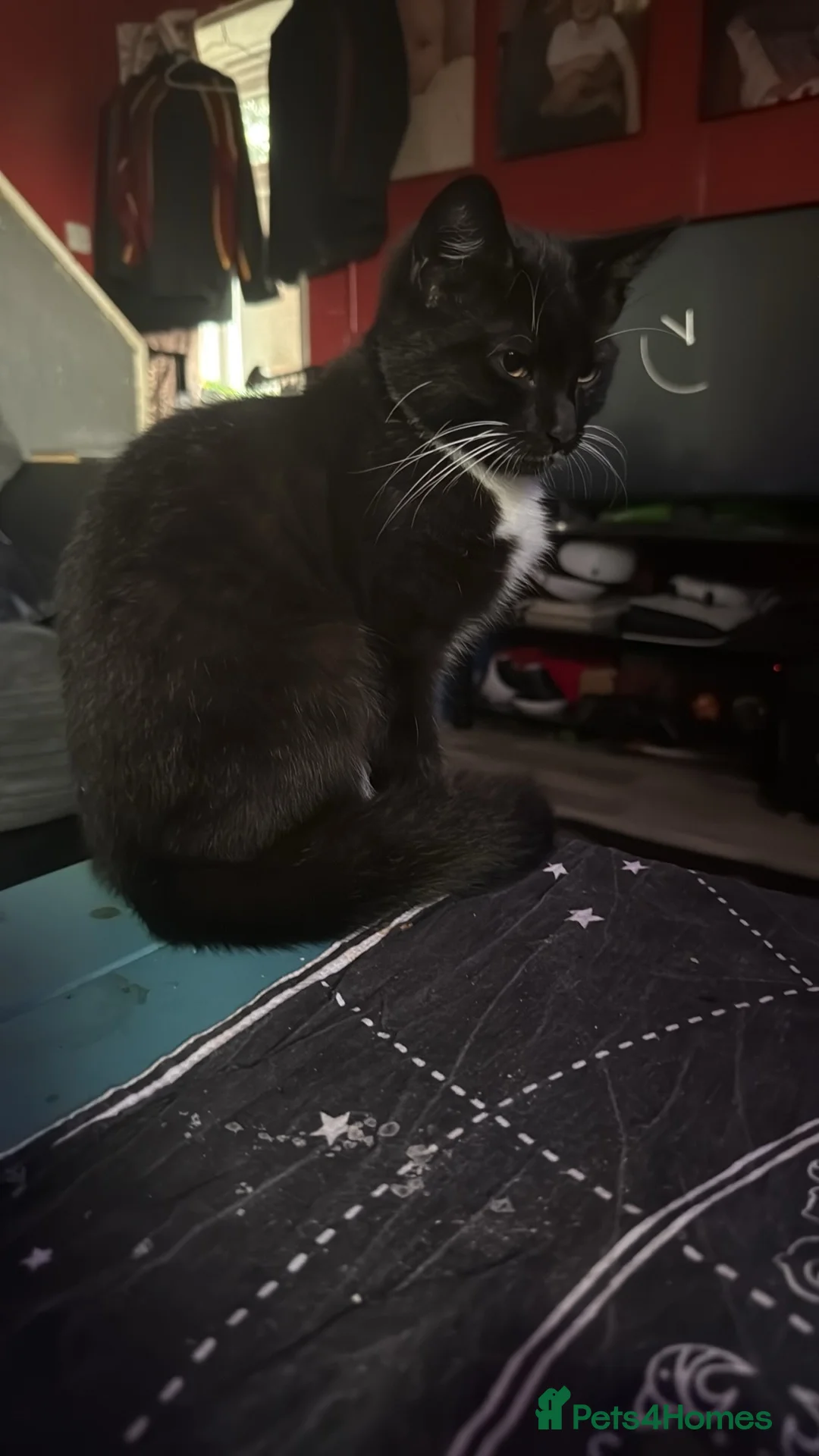 Mixed Breed cats for sale: Male tuxedo cat 9 months old  - Advert 4