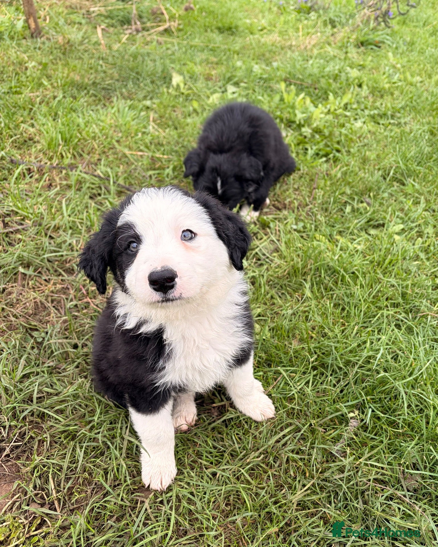 Border Collie dogs BEAUTIFUL BORDER COLLIE PUPS - Advert 1
