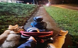 Mixed Breed dogs for sale: Czech Wolfdog × Akita/Malamute Puppies - Image 14