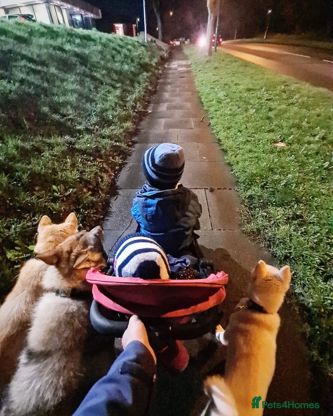 Mixed Breed dogs for sale: Czech Wolfdog × Akita/Malamute Puppies - Image 14