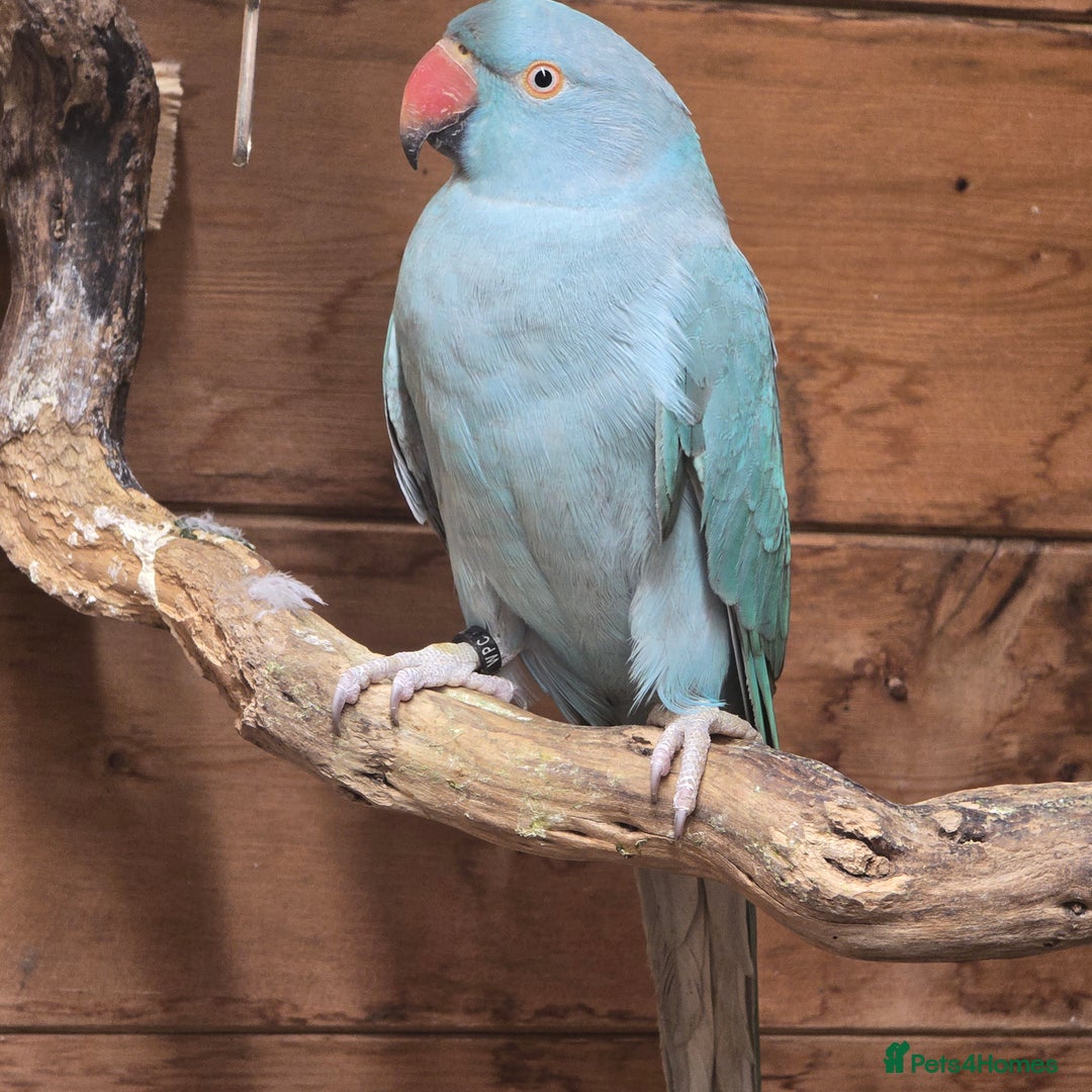 Parrots birds for sale: Male  and female indian ringneck parrots - Image 6
