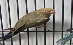 Ringnecks birds for sale: Beautiful Baby Ringnecks available now!!! - Image 7