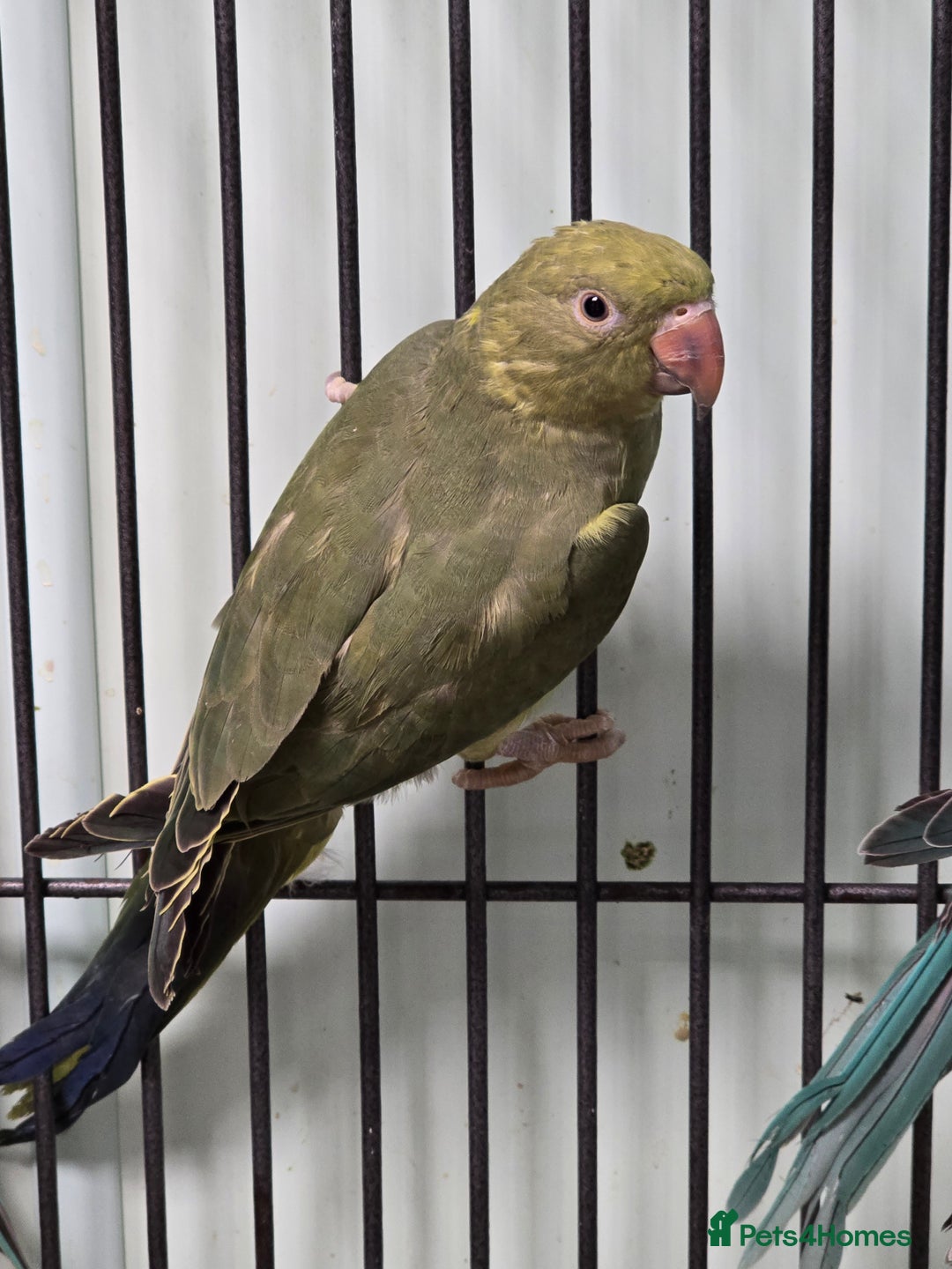 Ringnecks birds for sale: Beautiful Baby Ringnecks available now!!! - Image 7
