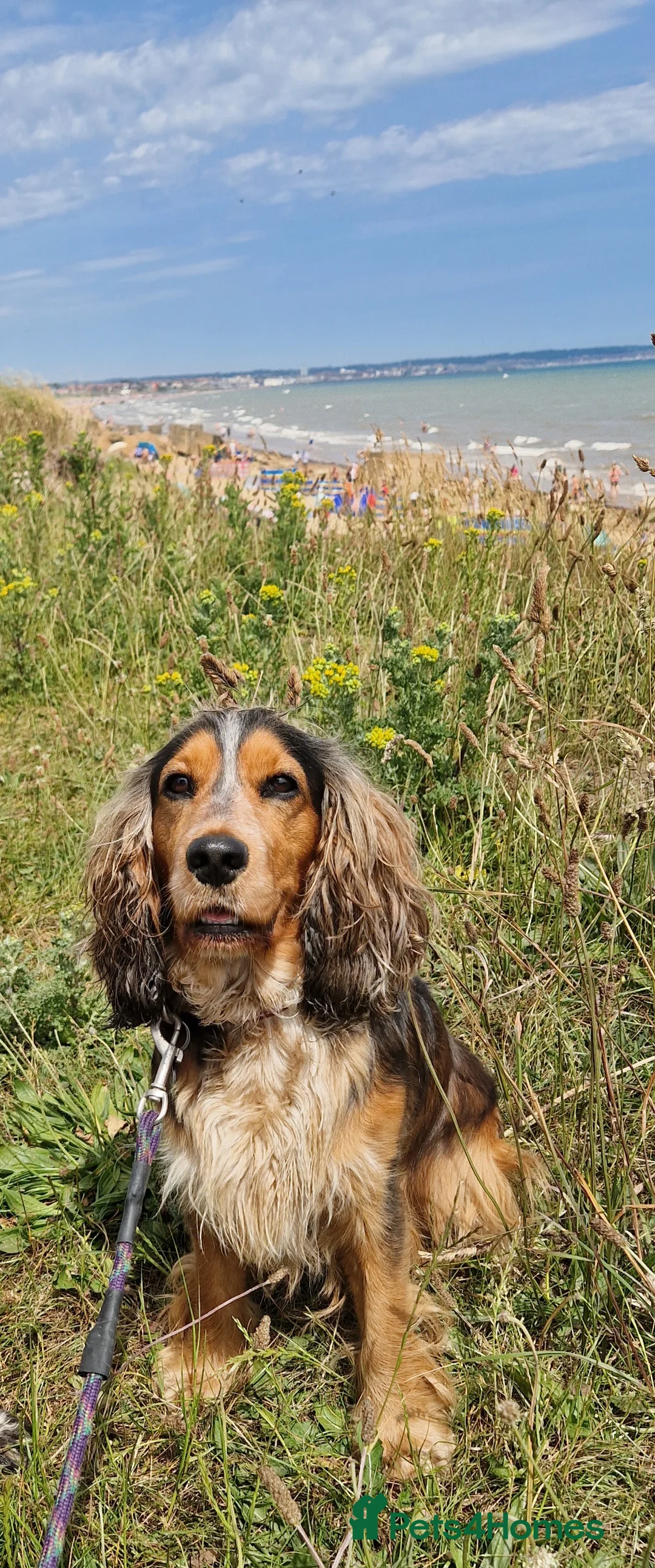 Cocker Spaniel dogs for sale: Show type Simbawood Cocker spaniel puppies  - Advert 23