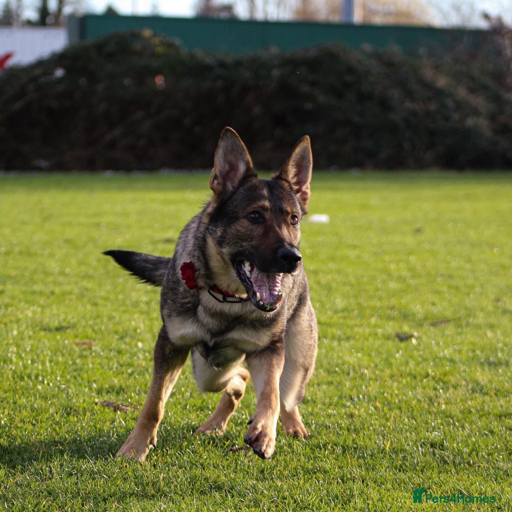 German Shepherd dogs German shepherd puppies  - Advert 1