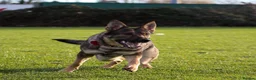 German Shepherd dogs for sale: German shepherd puppies  - Advert 1