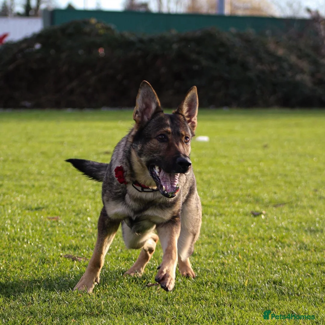 German Shepherd dogs for sale: German shepherd puppies  - Advert 1