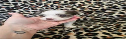 Yorkshire Terrier dogs for sale: 🩷 DNA tested parents 🩵 White Ocean Pearl litter - Advert 10