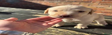 Labrador Retriever 2