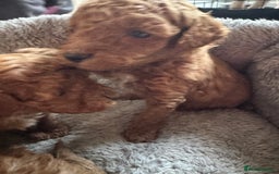 Toy Poodle dogs for sale: Red KC Toy Poodle Puppies. Ready Now!!  - Image 11