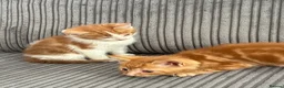 British Shorthair cats for sale: Gorgeous ginger babies in Swaffham - Advert 15