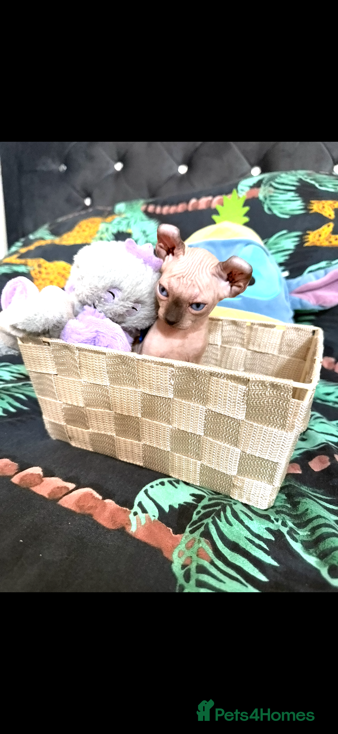 Sphynx cats for sale: Bald, bold elf blue eyes kittens  - Image 12