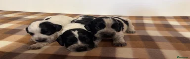 Cocker Spaniel 6