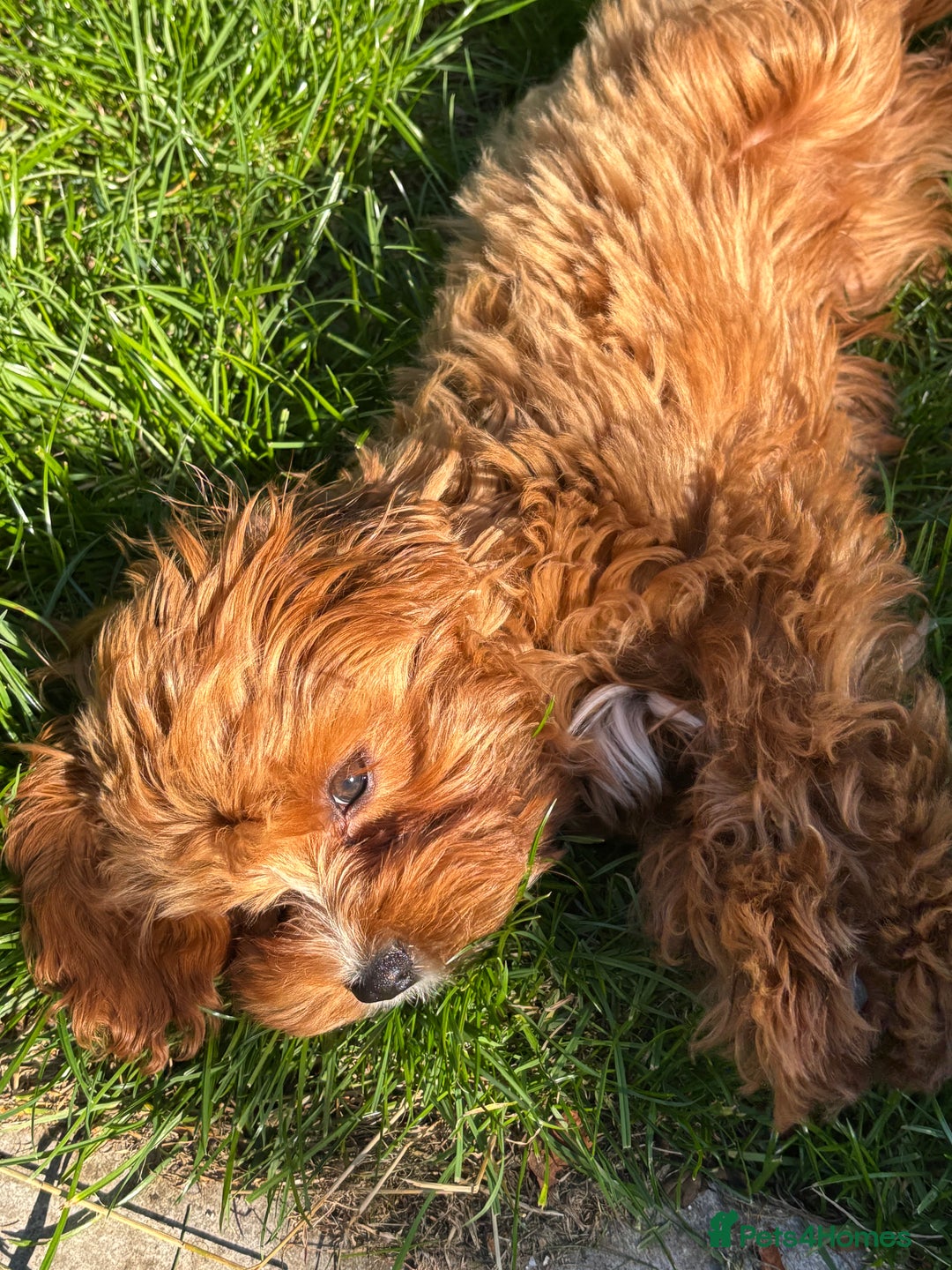 Cavapoo dogs for sale: Six month cavapoo puppy - Advert 5