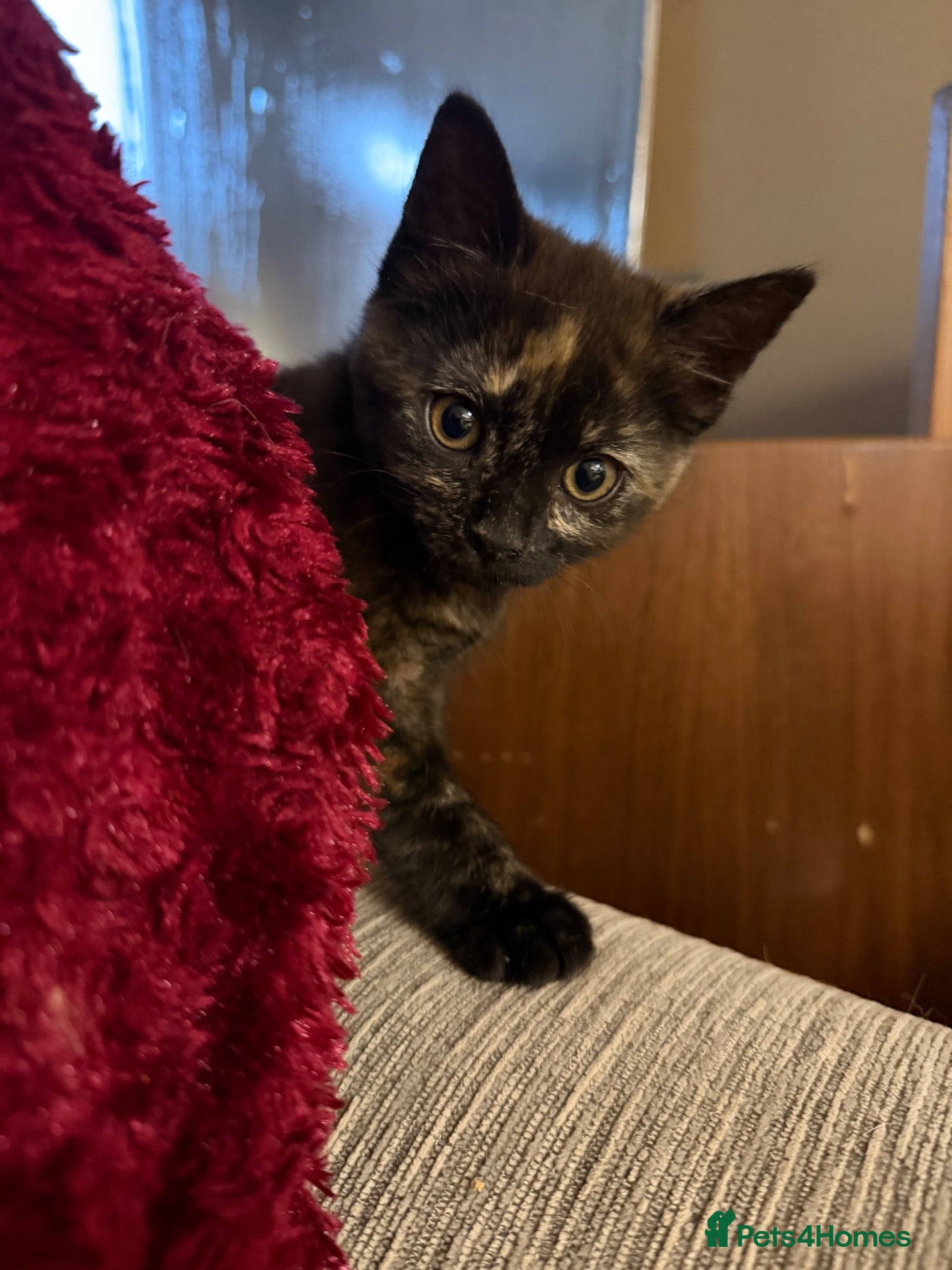 Mixed Breed cats for sale: 2 Adorable BSH mixed breed kittens. - Advert 14
