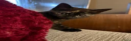 British Shorthair cats for sale: 2 Adorable BSH mixed breed kittens. - Advert 4