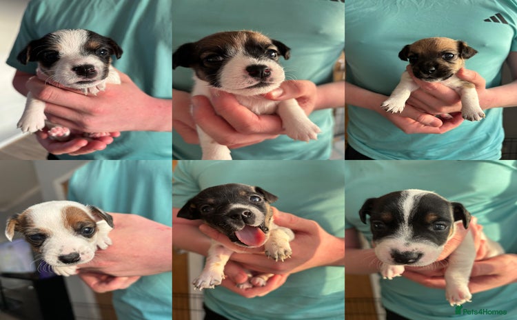 Jack Russell dogs - Advert 1