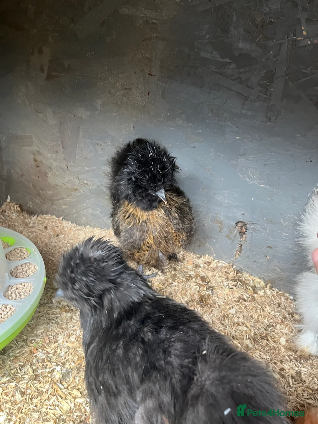 Chickens poultry for sale: Chicks, pullets, cockerels  - Advert 29