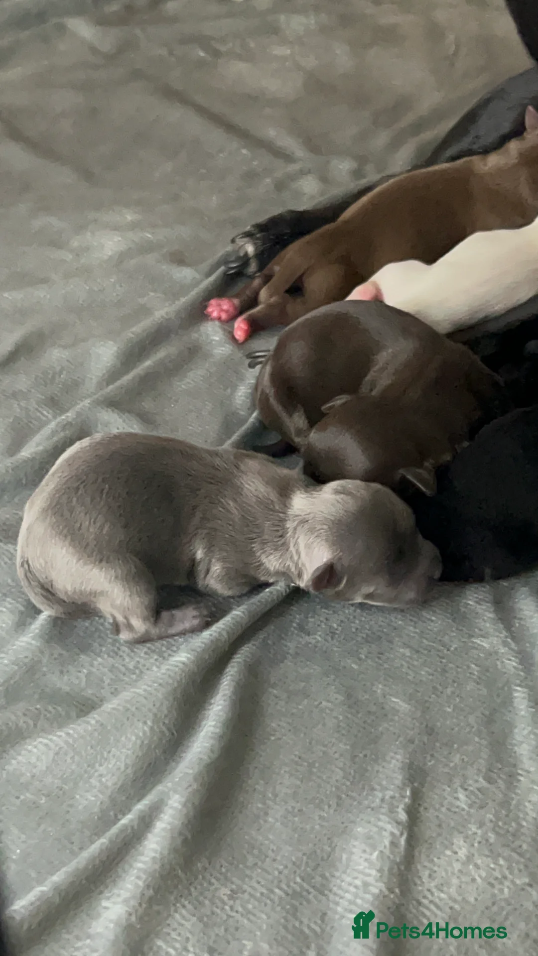 Chihuahua dogs for stud: Chihuahua Boy for stud Brown  - Advert 3