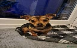 Mixed Breed dogs for sale: Jack Russell cross Dachshund - Advert 4