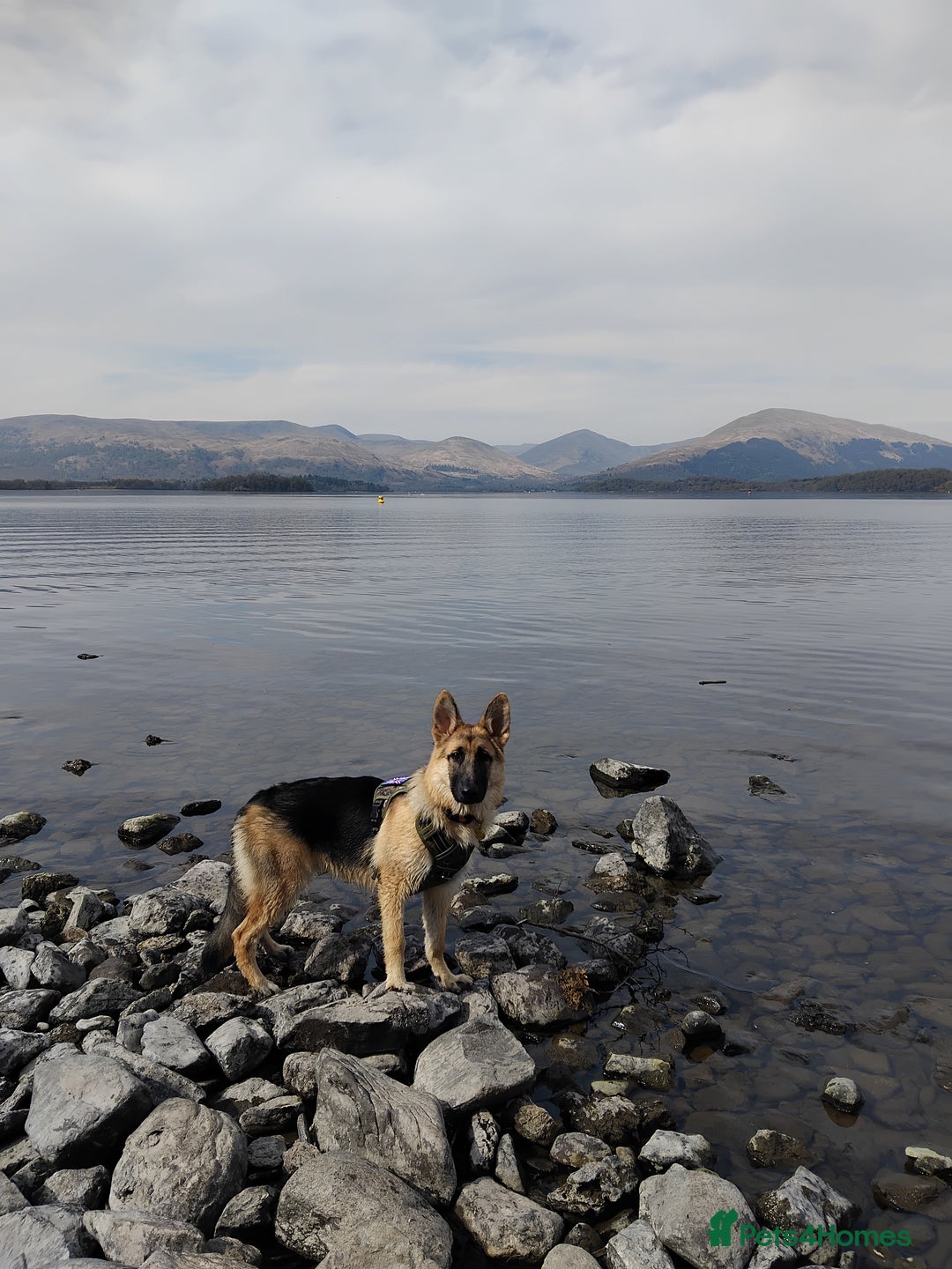 German Shepherd dogs for stud: Ragnar the German Shepherd stud - Advert 20