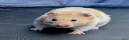Hamster rodents for sale: Young Syrian Hamsters in Crowborough - Advert 9