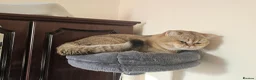 British Shorthair cats for sale: Feline - Advert 23