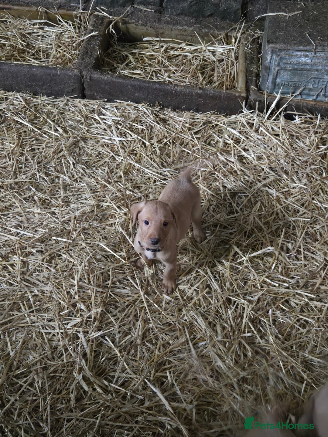 Labrador Retriever dogs for sale: Fox Red Labrador Pups - Image 3