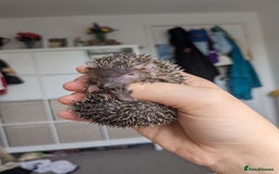 Pygmy Hedgehog rodents for sale: lesser tenrecs (ready to go now)  - Image 7