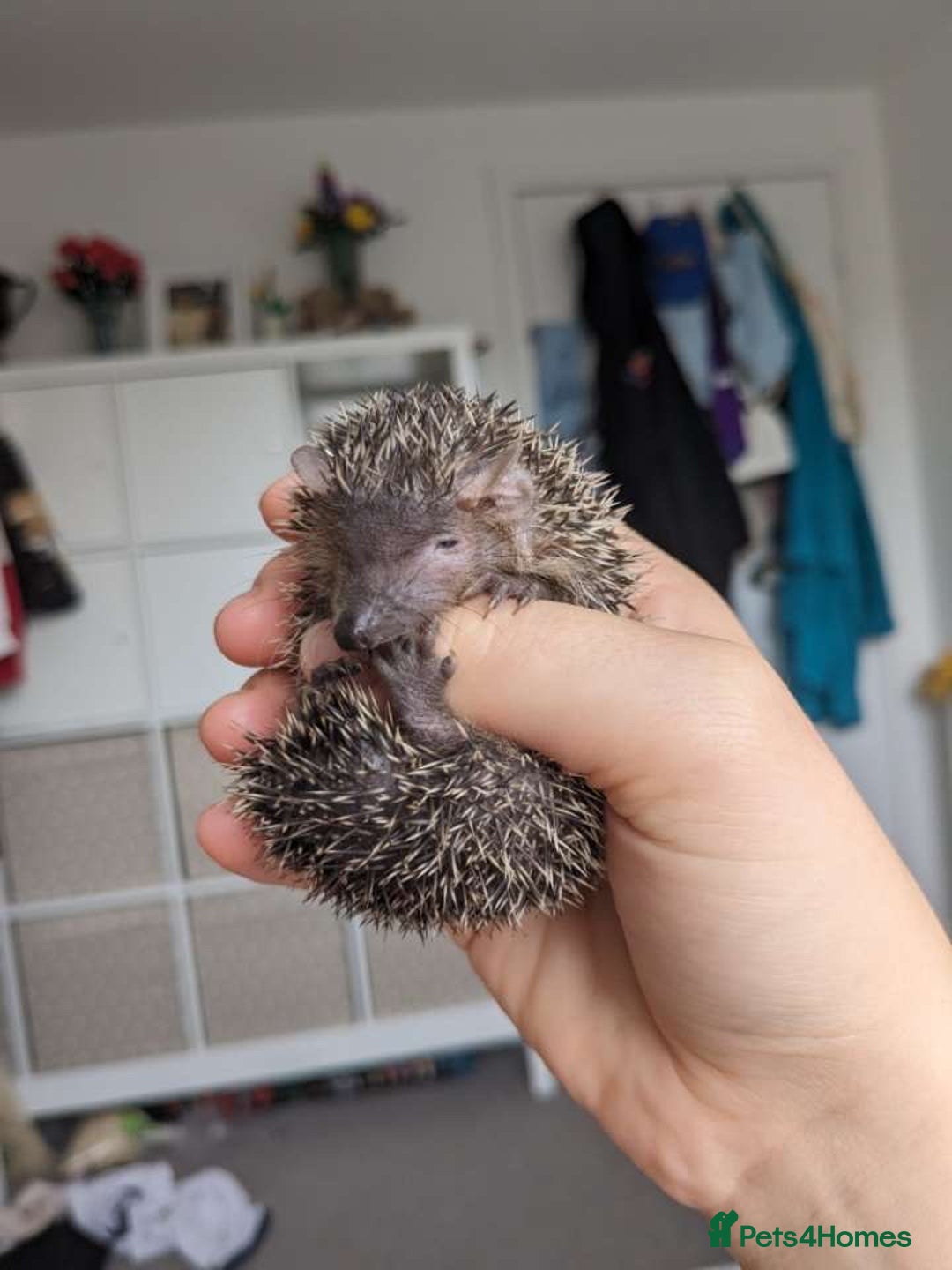 Pygmy Hedgehog rodents for sale: lesser tenrecs (ready to go now)  - Image 7